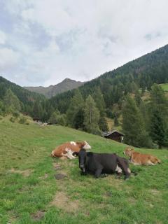 Wiesenheimhof - Apt 2 - Terento - 3