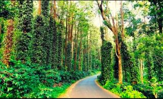 SP cottage&home stay - Yercaud - 9