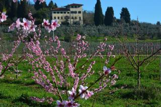 VILLA Fermi - FIRENZE - 8
