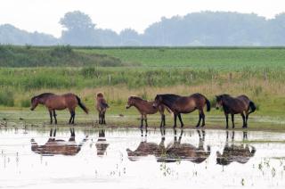 Grazelands - overnachten midden in de natuur -  - 4