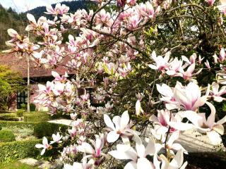 gîte le Magnolia - 5