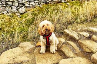 SUNNYBECK COTTAGE Award winning DOG friendly - Settle - 2