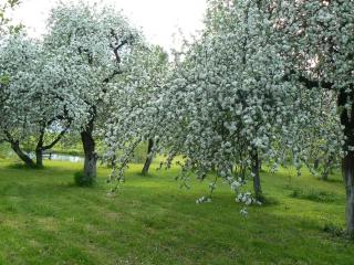 Staszkowa Zagroda nad Rospudą - 1