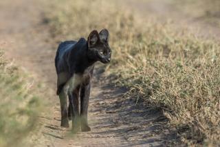 Olmara Camp - Serengeti-Savanne - 3