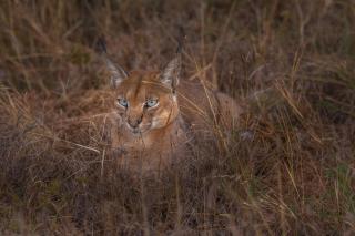 Olmara Camp - Serengeti-Savanne - 5
