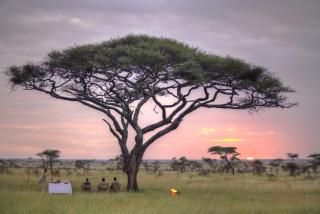 Olmara Camp - Serengeti-Savanne - 0