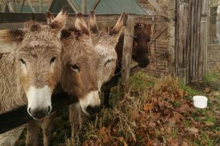 Fernhill Guest Farm - Knysna - 7