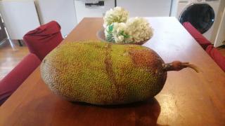 Caranavilla - 1