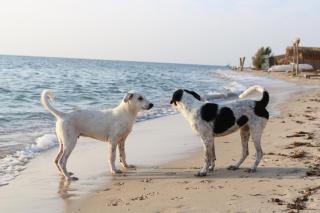 Yasmina Beach - Taba - 7