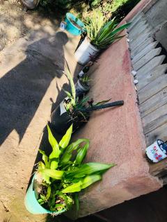 Kiharas farm stay, - Kijabe - 9