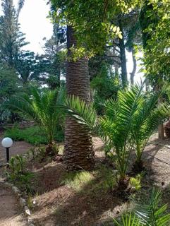 Villa Muia-Appartamento con giardino - 7