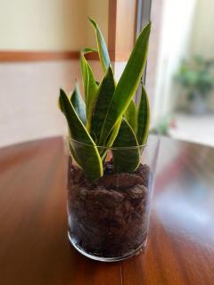 Cávado Terrace Studio - 2