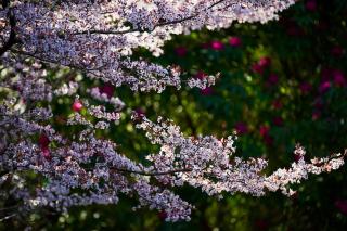 Amaroo Guesthouse - Mount Wilson - 3