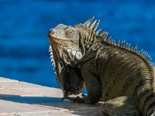 Oceanfront Home 45A - 9