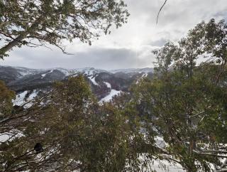 Tyrola 1 - Thredbo - 9