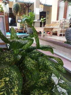 Wahwik's House - Ubud - 2