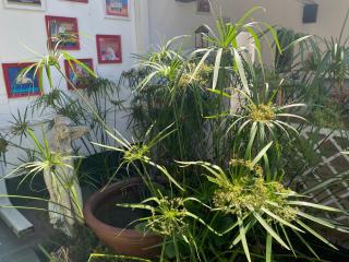 Silver Linings Cottage - 7