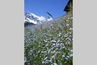 Olle and Maria's B&B- apartment - Gimmelwald - 5
