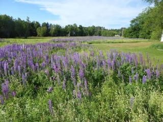 Sugar Maple Farm near Acadia - 5 Bedrooms, 5 Beds - Lamoine Corner - 2