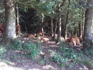 Gîte de charme rénové avec cheminée, terrasse et proche randonnées - Capacité 13 pers. - FR-1-410-179 - 5