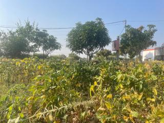 Mango Mist Farm Stay - Tuljapur - 1