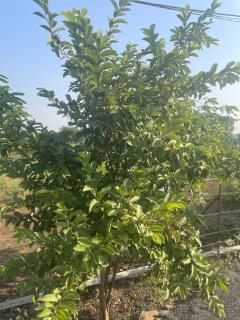 Mango Mist Farm Stay - Tuljapur - 3