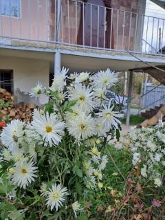Tamara B&B - Dsegh - 4