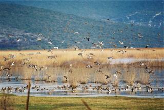 Vransko Lake House - Pirovac - 9