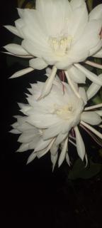 Karleta Homestay - Ruteng - 9