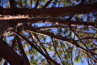 สวนสน โฮมสเตย์ - 4