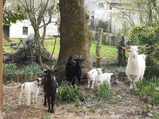 Gîte de charme proche du Mans pour 6 pers., commerces à pied, tout équipé - FR-1-410-258 - 2