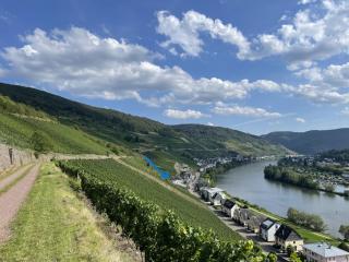 The Vineyard View - Zell an der Mosel - 8