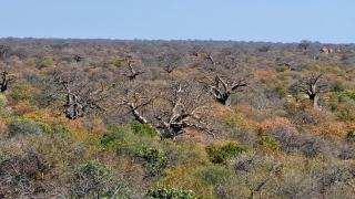 Hambana Lifestyle Lodge - 3