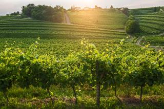 KABAJ Wine & Dine - Dobrovo - 4