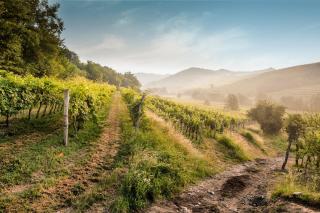 KABAJ Wine & Dine - Dobrovo - 1