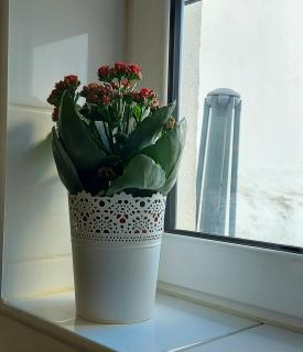 Cozy Studio in Central Lisbon - Lissabon - 4