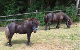 Ponyhof Killinger - Zwiesel - 5