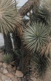 Perched on Paradise House - Yucca Valley - 7