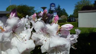 ASURE Adcroft Motel - Ashburton - 1