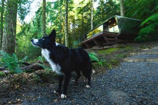 Forest Lodges - 1