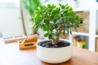 City Center Apartment - 1