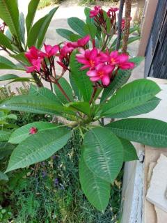 Hisam House -- Mokktam Heights - Il Cairo - 3