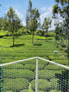 Mountain Mist Meadows - 4