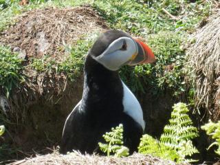 Fern Villa B&B - Fishguard - 2