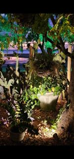 Casa Cactus Praia - Macau - 4