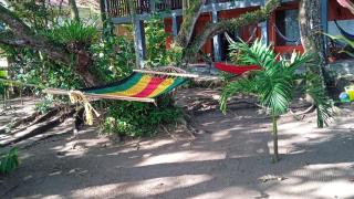 Gecko de Tortuguero - Tortuguero - 1