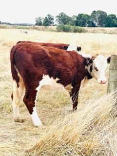 Ross Creek farm Stay - - 5