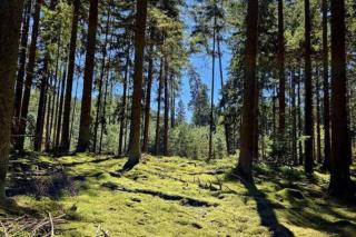 Corps de ferme traditionnel - Lembach - 8