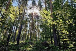 Corps de ferme traditionnel - Lembach - 6