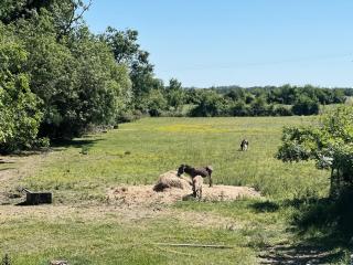 Le Cosy (anciennement La Belle Etoile) - Saint-Androny - 8